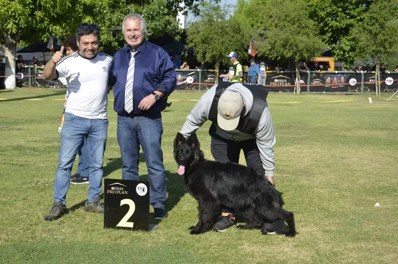 Cachorros pastor alemán negro