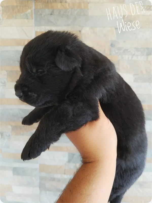 Cachorro pastor alemán negro jugando