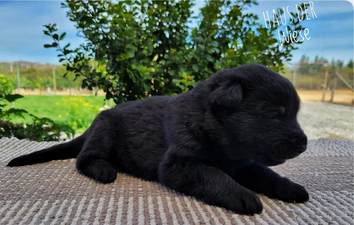 Cachorros pastor alemán negros Haus Der Wiese
