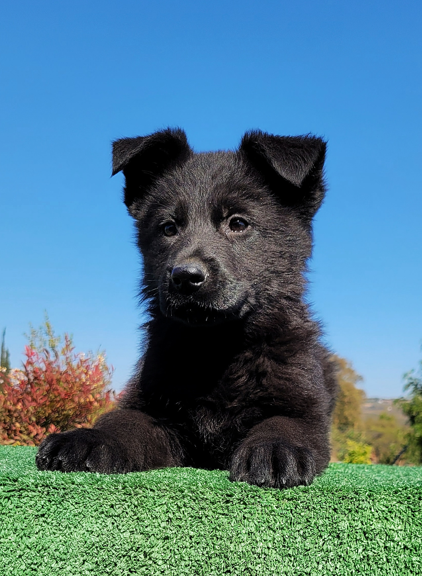 Cachorro pastor alemán negro Haus Der Wiese