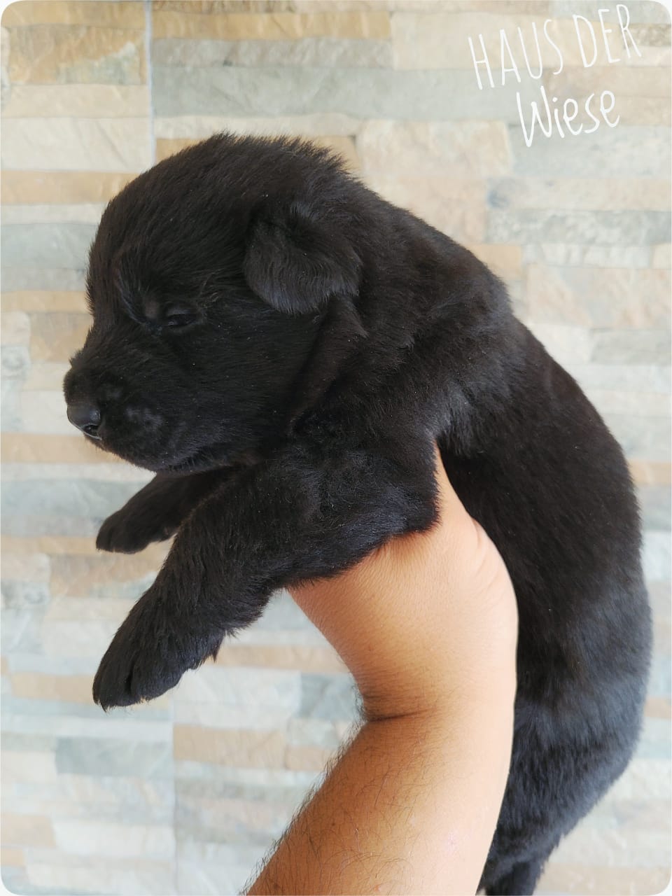 Cachorro pastor alemán negro jugando