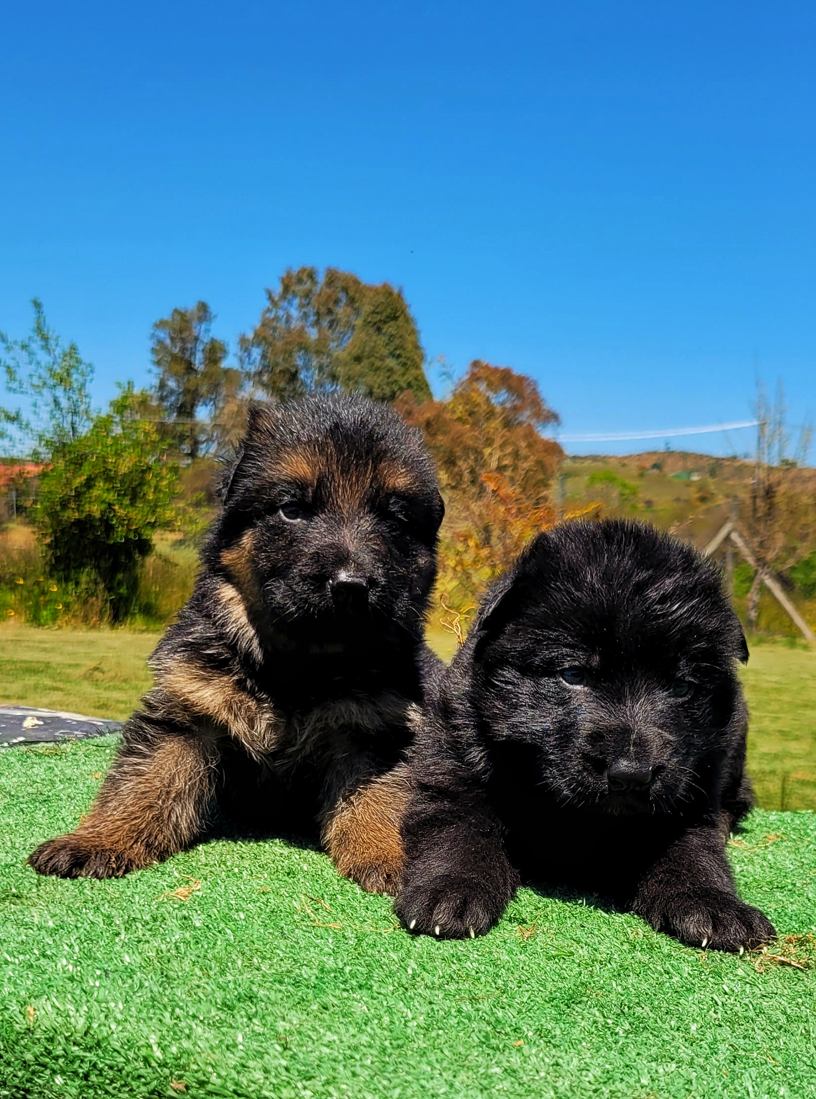 Cachorros pastor alemán Haus Der Wiese