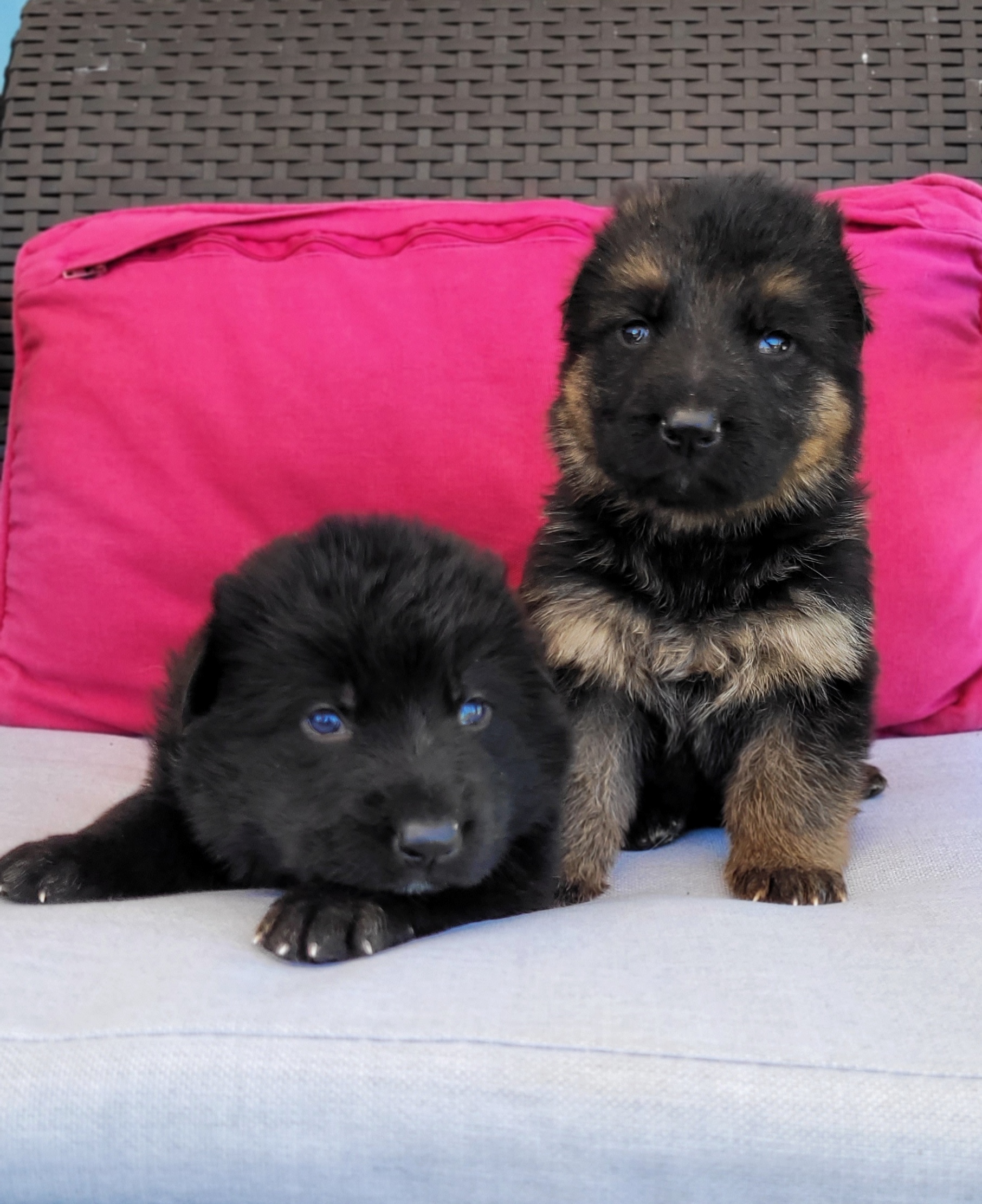 Cachorros pastor alemán en grupo