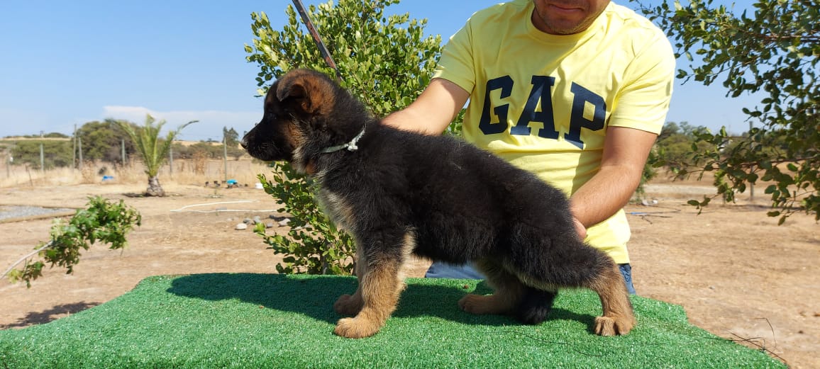 Cachorros pastor alemán jugando