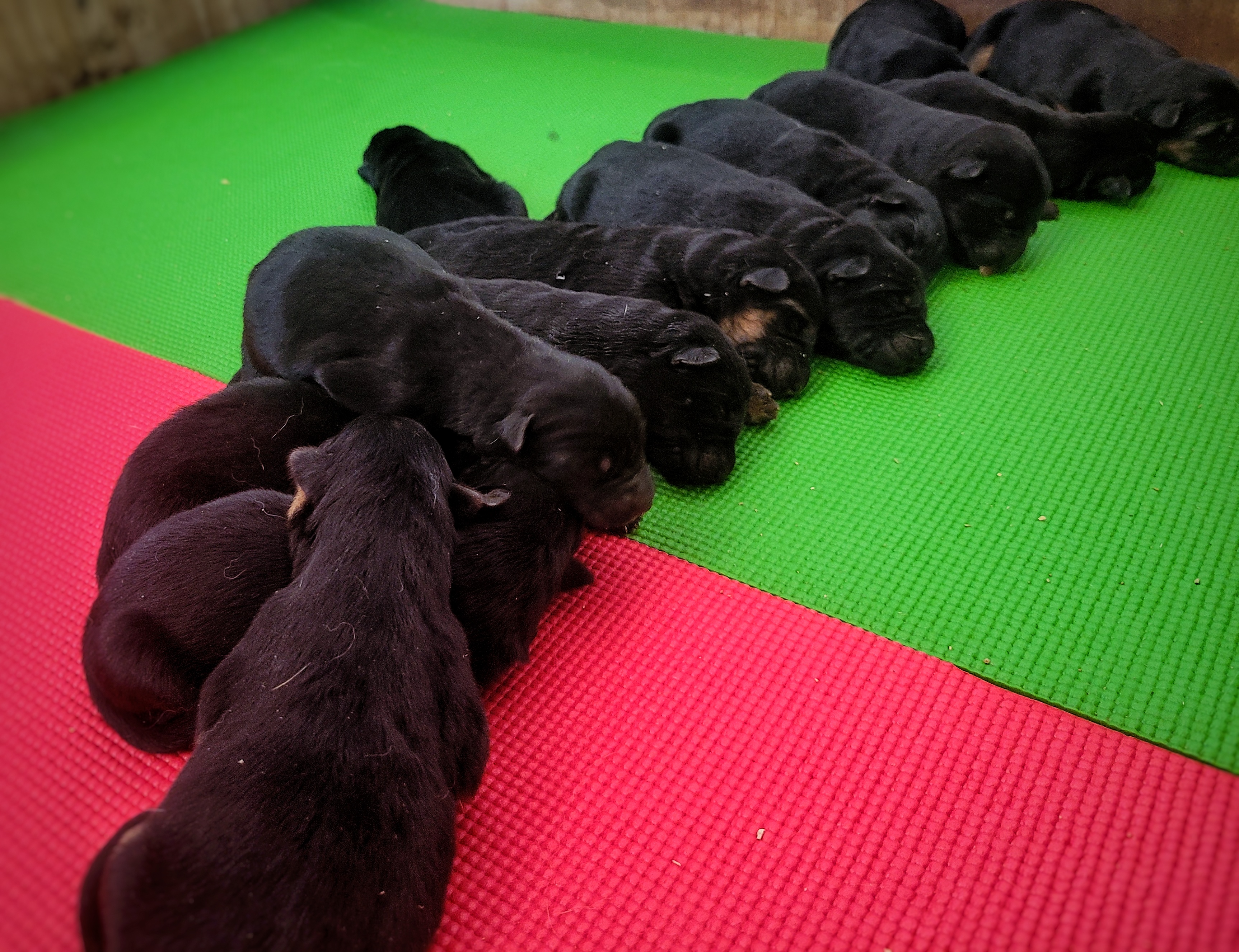 Cachorros comprar pastor alemán Chile