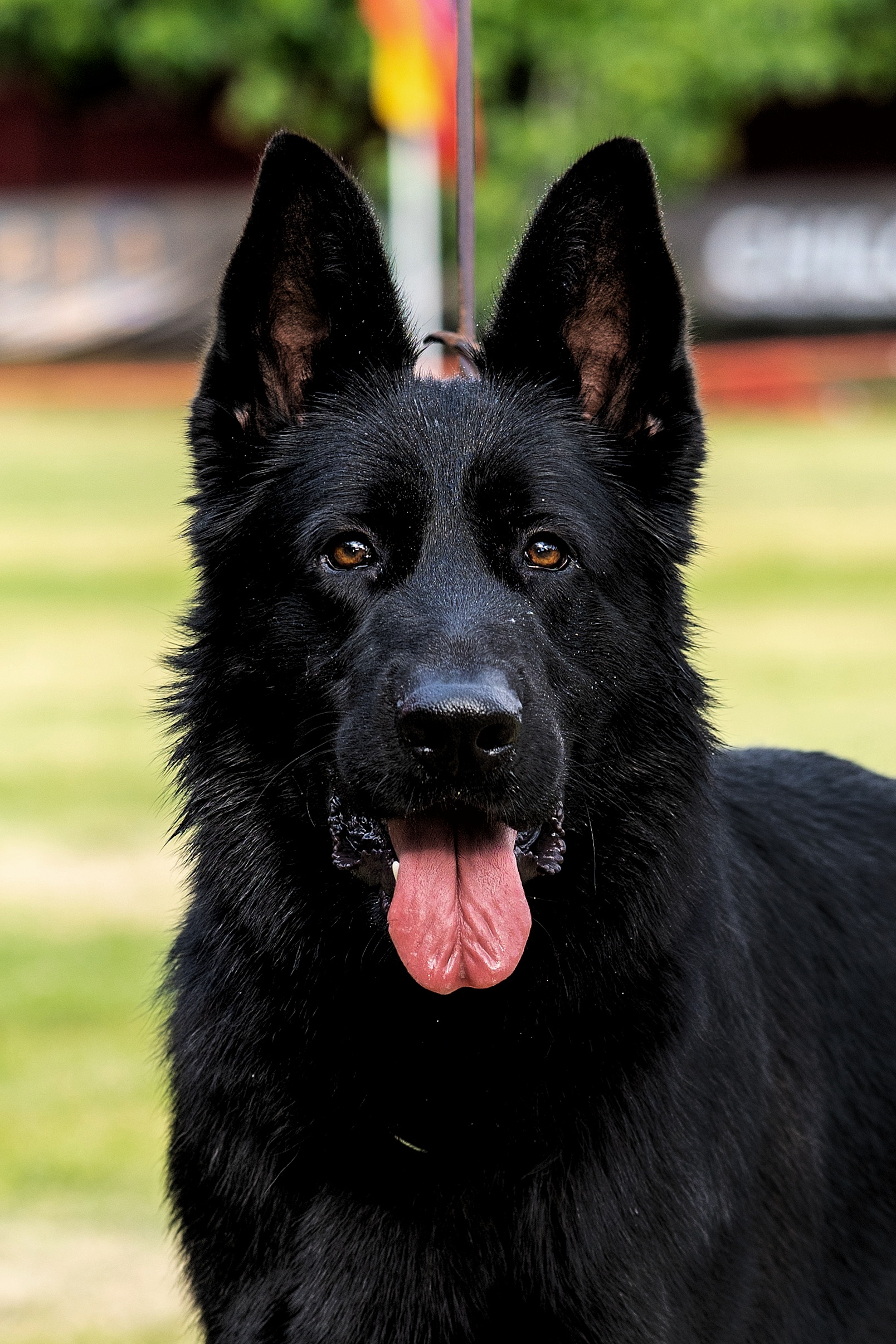 Galería — perros pastor alemán